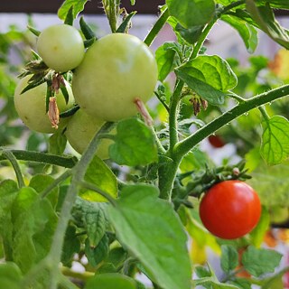 Tomaten
