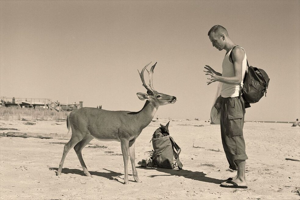 Wolfgang Tillmans: Deer Hirsch, 1995